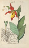 Botanisches Handbuch Pl.70 (1808)