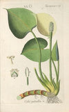 Botanisches Handbuch Pl.73 (1808)