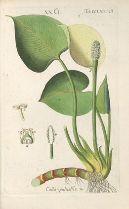Botanisches Handbuch Pl.73 (1808)