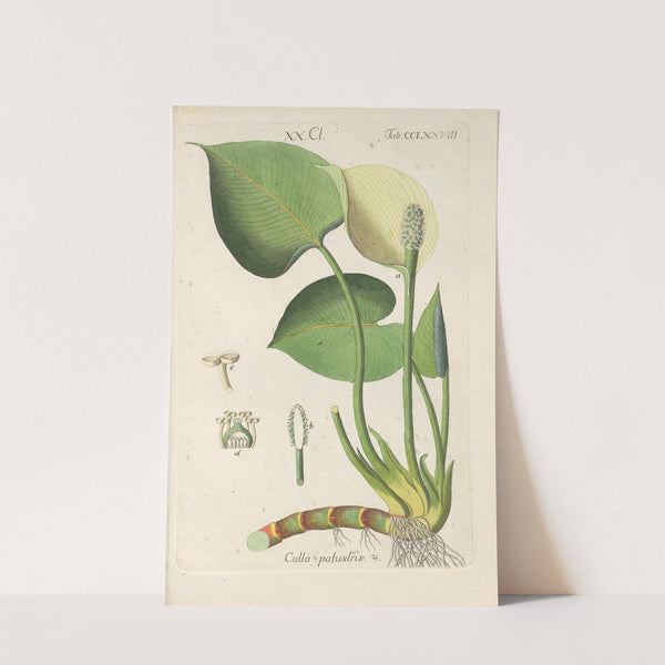 Botanisches Handbuch Pl.73 (1808) by Christian Schkuhr