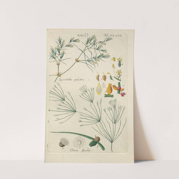 Botanisches Handbuch Pl.75 (1808) by Christian Schkuhr