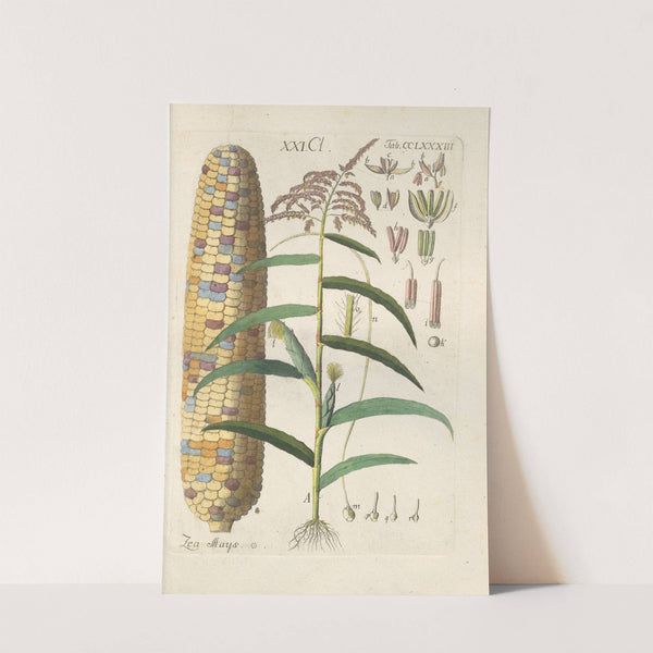 Botanisches Handbuch Pl.78 (1808) by Christian Schkuhr