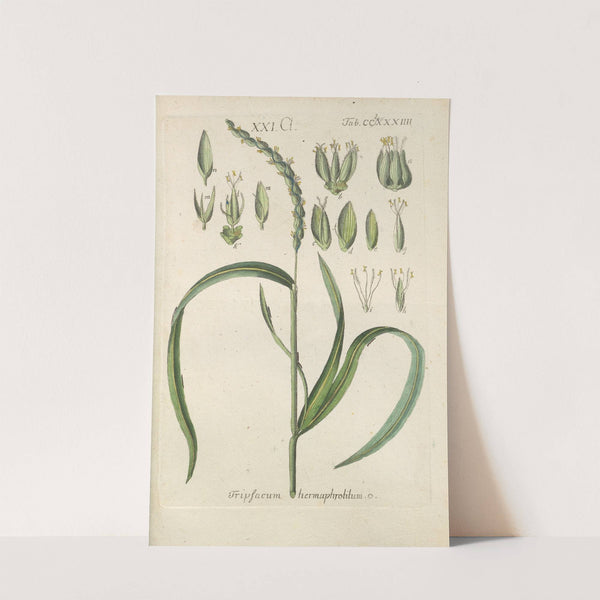 Botanisches Handbuch Pl.79 (1808) by Christian Schkuhr