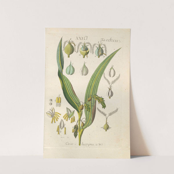 Botanisches Handbuch Pl.80 (1808) by Christian Schkuhr