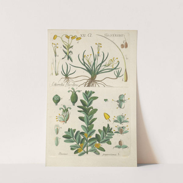 Botanisches Handbuch Pl.82 (1808) by Christian Schkuhr