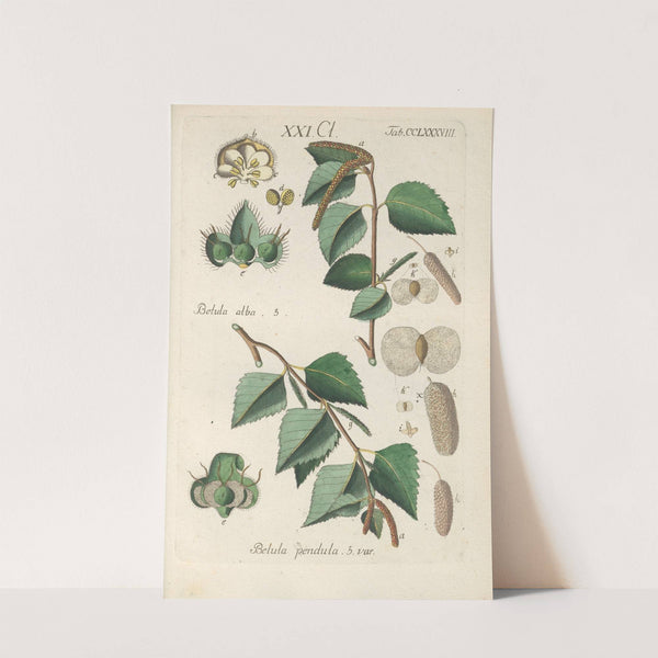 Botanisches Handbuch Pl.83 (1808) by Christian Schkuhr