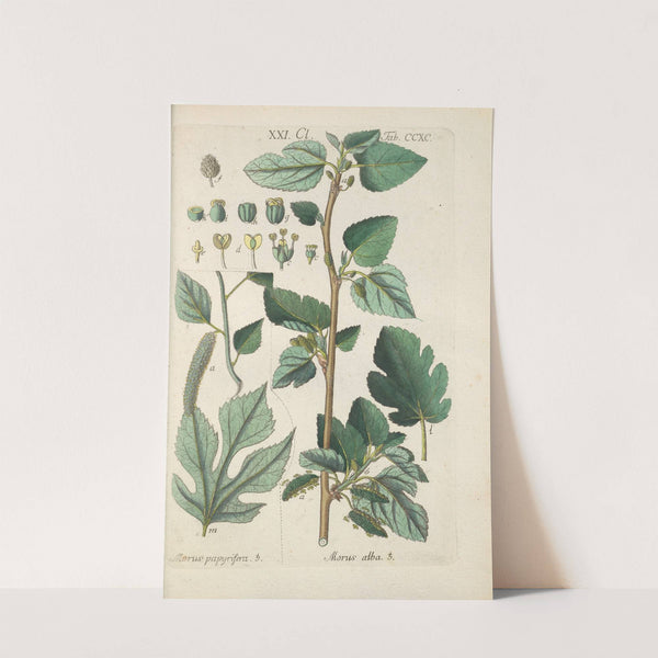 Botanisches Handbuch Pl.85 (1808) by Christian Schkuhr