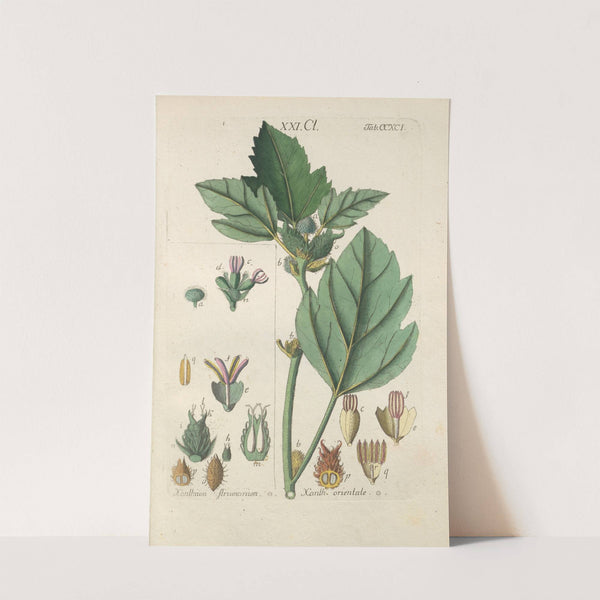 Botanisches Handbuch Pl.86 (1808) by Christian Schkuhr