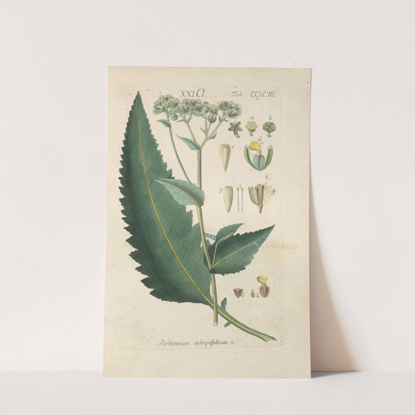 Botanisches Handbuch Pl.88 (1808) by Christian Schkuhr