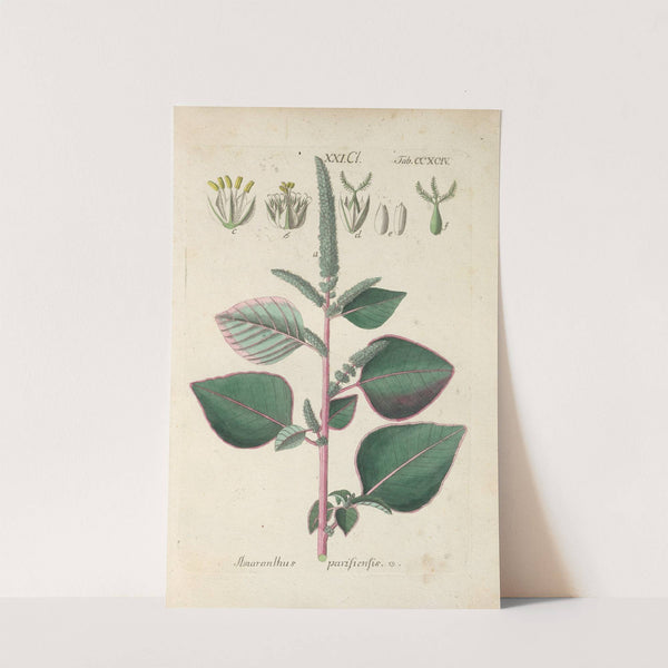 Botanisches Handbuch Pl.89 (1808) by Christian Schkuhr