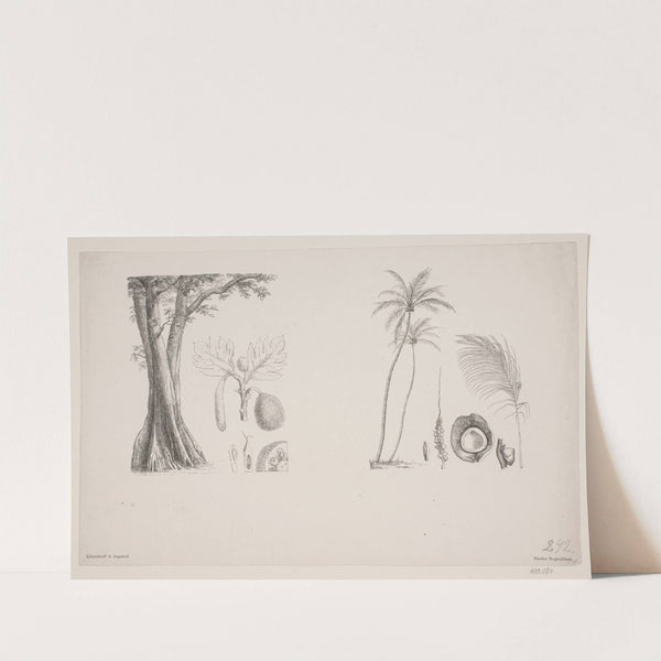 Botanisk blad fra Schouws skrifter by Hans Christian Henneberg