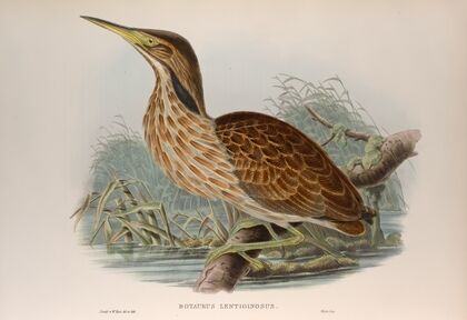 Botaurus lentiginosus. American Bittern. (1862-1873)