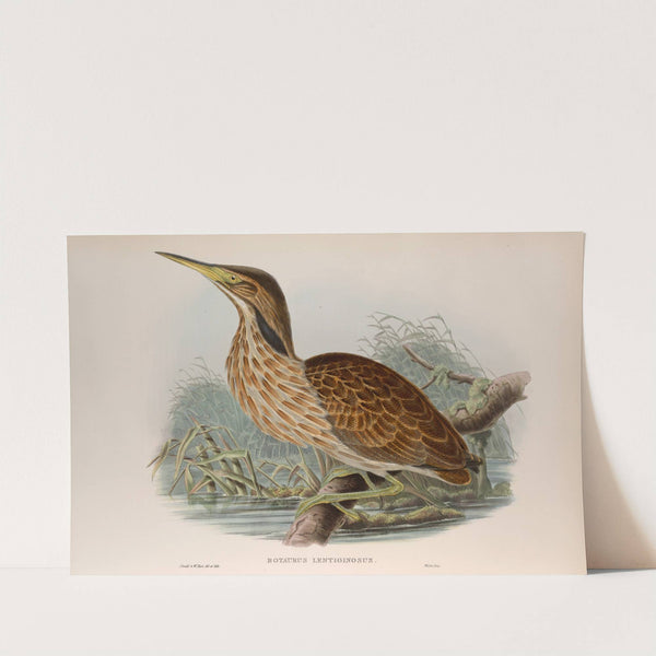 Botaurus lentiginosus. American Bittern. (1862-1873) by John Gould