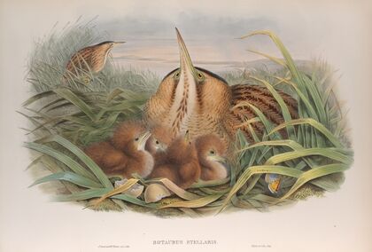 Botaurus stellaris. Bittern. (1862-1873)
