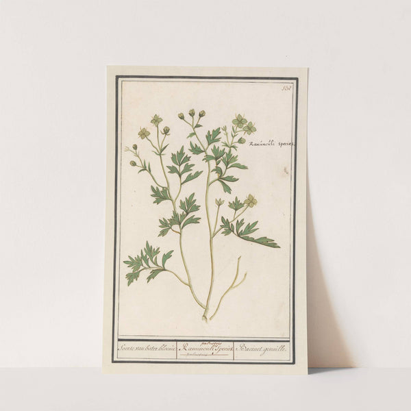 Boterbloem (Ranunculus) Soorte van boter bloeme Ranunculi palustris Species. Bacinet genoille. (1596-1610) by Anselmus Boëtius de Boodt