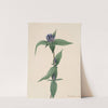 Bottle Gentian (Gentiana saponaria) (1905) by Mary Vaux Walcott