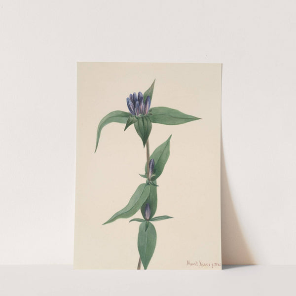 Bottle Gentian (Gentiana saponaria) (1905) by Mary Vaux Walcott