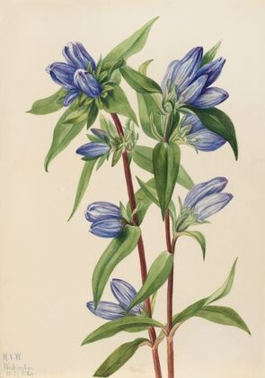 Bottle Gentian (Gentiana saponaria) (1924)