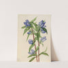 Bottle Gentian (Gentiana saponaria) (1924) by Mary Vaux Walcott