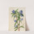 Bottle Gentian (Gentiana saponaria) (1924) by Mary Vaux Walcott