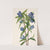 Bottle Gentian. Gentiana saponaria (1925) by Mary Vaux Walcott