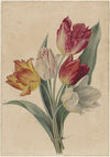 Bouquet of Tulips