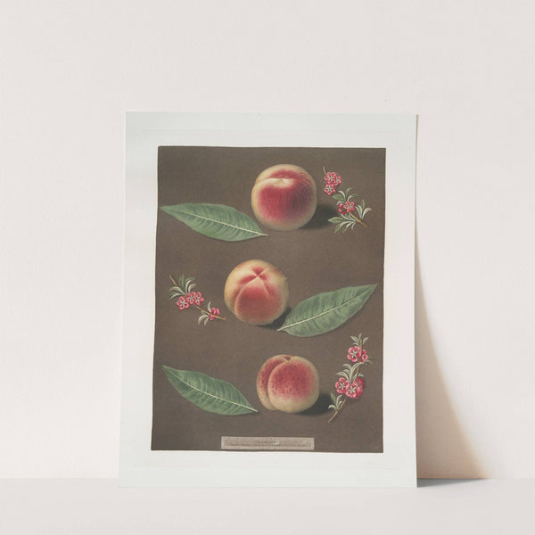 Bourdine, Nivette, or Bell de Vitry and the Late admirable peaches. (1812) by George Brookshaw