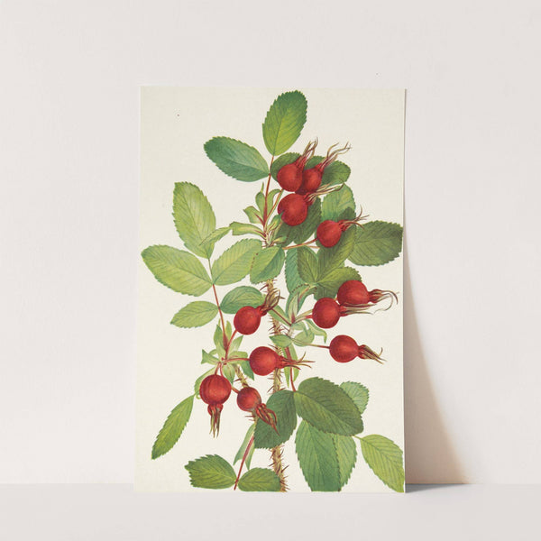 Bourgeau Rose (fruit). Rosa bourgeauiana (1925) by Mary Vaux Walcott