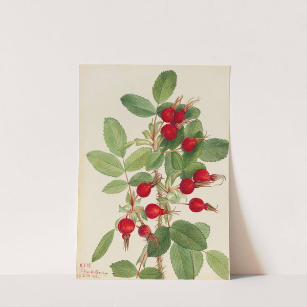 Bourgeau Rose (Rosa bourgeauiana) (1923) by Mary Vaux Walcott