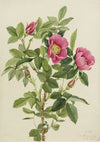 Bourgeau Rose (Rosa bourgeauiana) (1920)