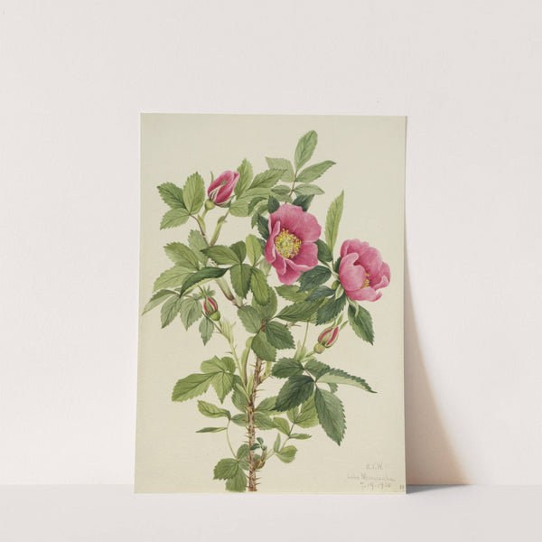 Bourgeau Rose (Rosa bourgeauiana) (1920) by Mary Vaux Walcott