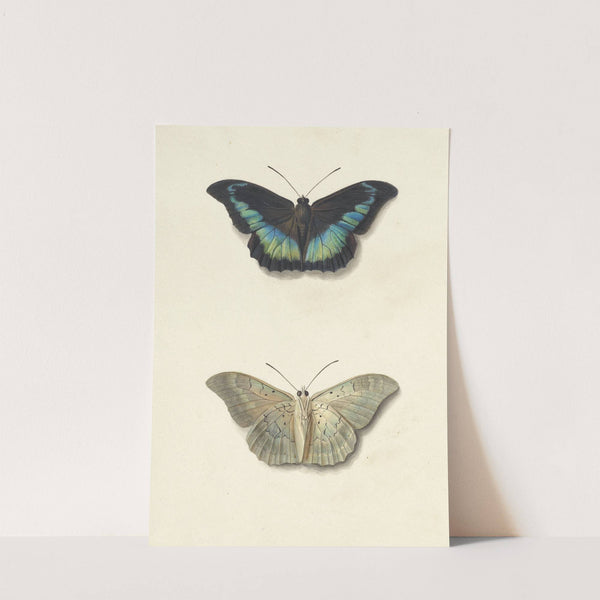 Boven- en onderaanzicht van een vlinder by Georgius Jacobus Johannes van Os