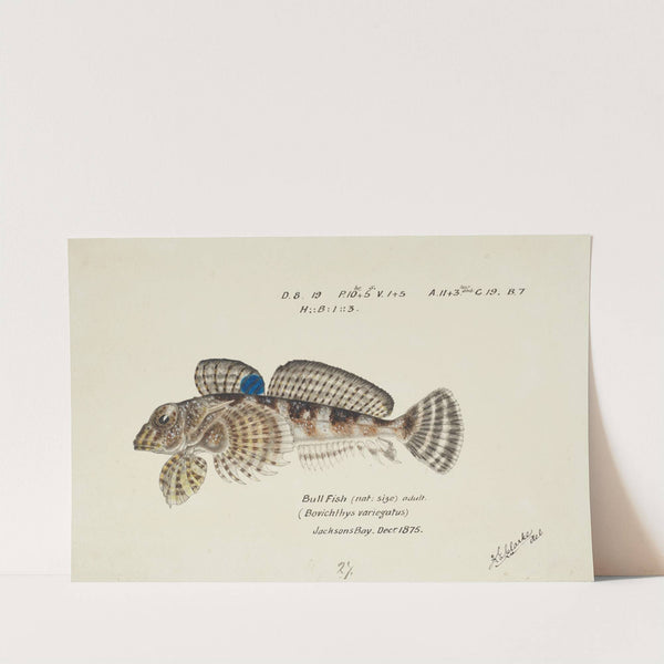 Bovichtus variegatus (NZ) : Thornfish by Frank Edward Clarke