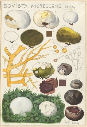 Bovista nigrescens (1915-1945)