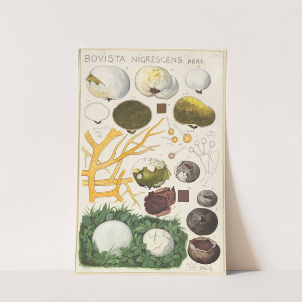 Bovista nigrescens (1915-1945) by Hans Walty