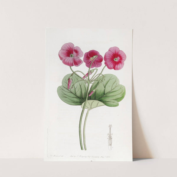 Bowie's Oxalis by Sydenham Edwards