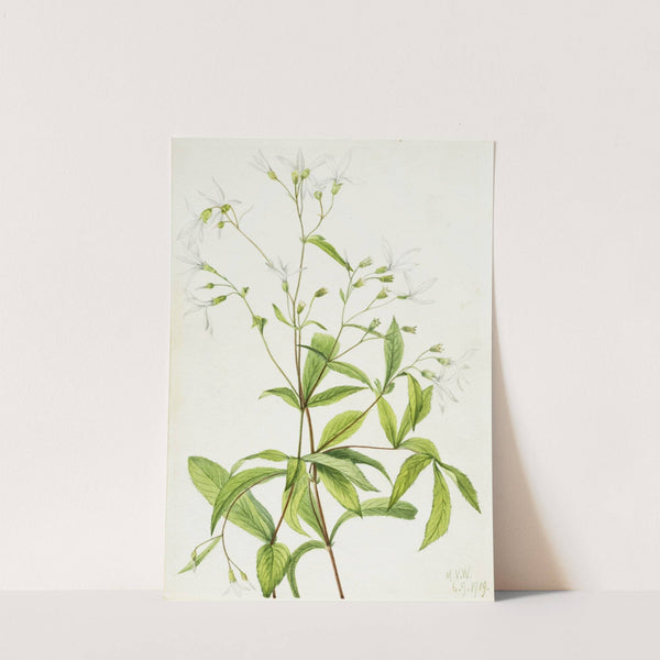 Bowmansroot (Porteranthus trifoliatus) (1919) by Mary Vaux Walcott