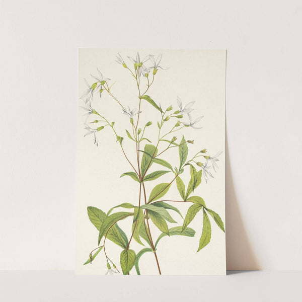 Bowmansroot. Porteranthus trifoliatus (1925) by Mary Vaux Walcott