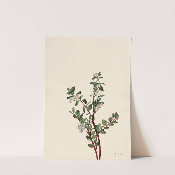 Box Huckleberry (Gaylussacia brachycera) (1919) by Mary Vaux Walcott