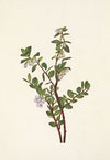 Naiad Springbeauty. Claytonia parvifolia