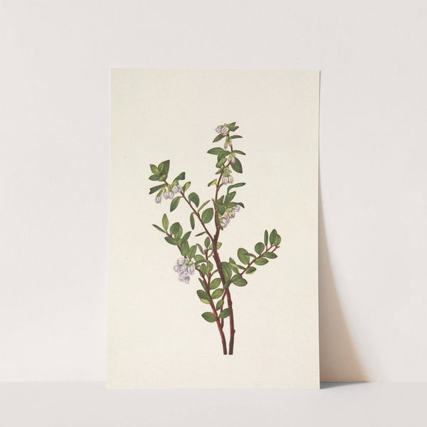 Box Huckleberry. Gaylussacia brachycera (1925) by Mary Vaux Walcott