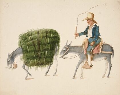 Boy on Mule driving another Mule loaded with Hay