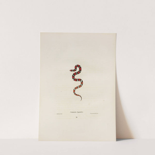 Brachyorrhos amoenus. by John Edwards Holbrook