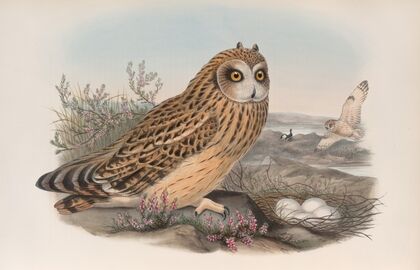 Brachyotus palustris Short-eared Owl. (1862-1873)