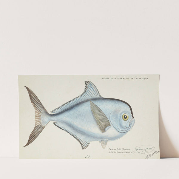 Brama brama (NZ) – Ray’s Bream (1872) by Frank Edward Clarke