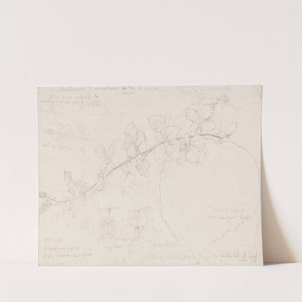 Brambles by Samuel Palmer