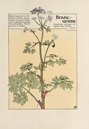 Branc-ursine