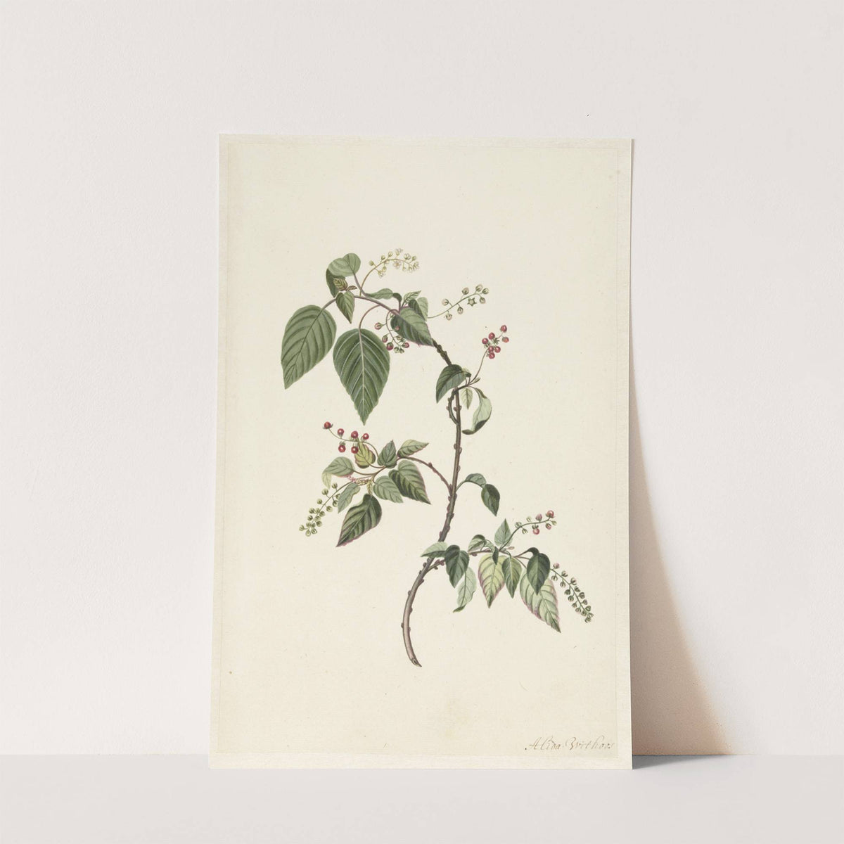 Branch of a Redcurrant (1670 - 1715) by Alida Withoos