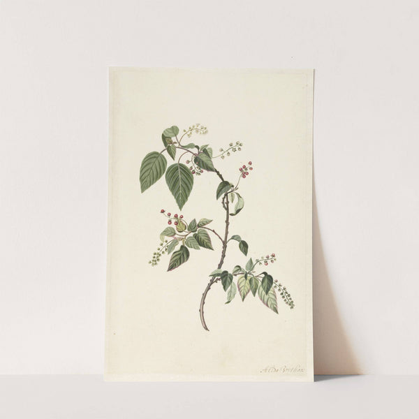 Branch of a Redcurrant (1670 - 1715) by Alida Withoos