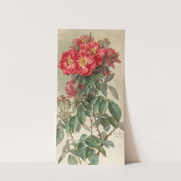 Branches of Ragged Robin Roses by Paul de Longpre